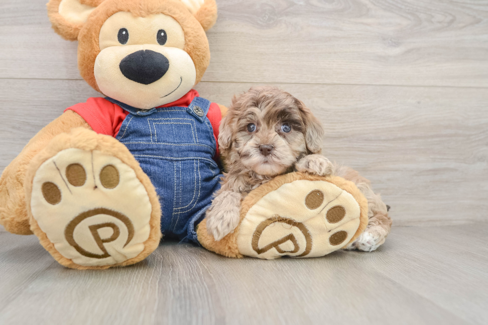 Havapoo Pup Being Cute