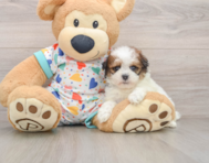 8 week old Havapoo Puppy For Sale - Pilesgrove Pups