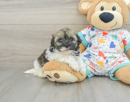 7 week old Havapoo Puppy For Sale - Pilesgrove Pups