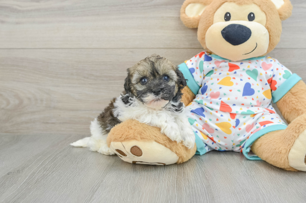 7 week old Havapoo Puppy For Sale - Pilesgrove Pups