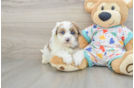 Havapoo Puppy for Adoption