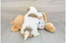 Havapoo Puppy for Adoption