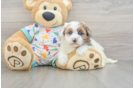 Havapoo Pup Being Cute