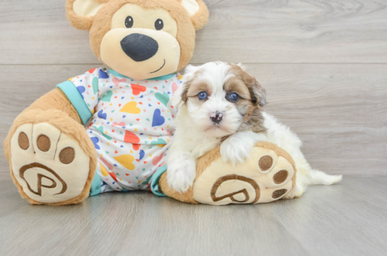 Havapoo Pup Being Cute