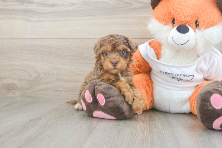 Petite Havapoo Poodle Mix Pup