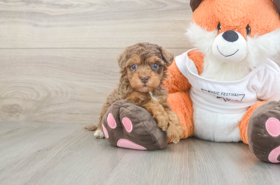 5 week old Havapoo Puppy For Sale - Pilesgrove Pups