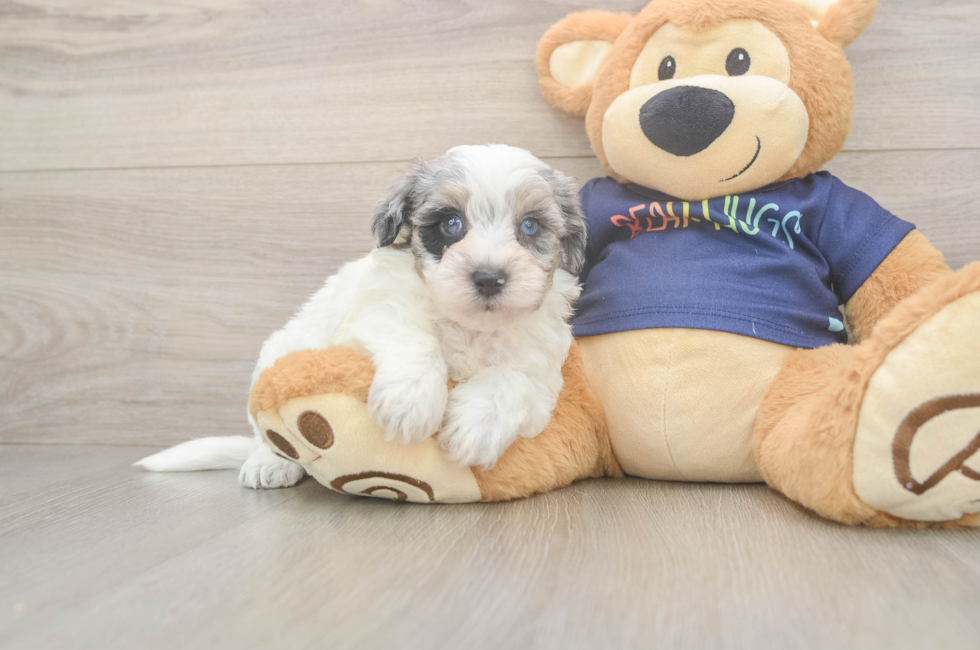 5 week old Havapoo Puppy For Sale - Pilesgrove Pups