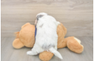 Popular Havapoo Poodle Mix Pup