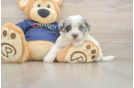 Fluffy Havapoo Poodle Mix Pup
