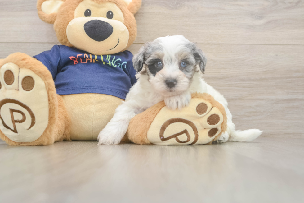 Fluffy Havapoo Poodle Mix Pup