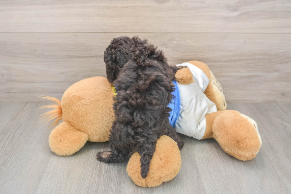 Havapoo Puppy for Adoption