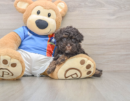 8 week old Havapoo Puppy For Sale - Pilesgrove Pups