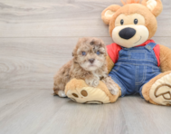 6 week old Havapoo Puppy For Sale - Pilesgrove Pups