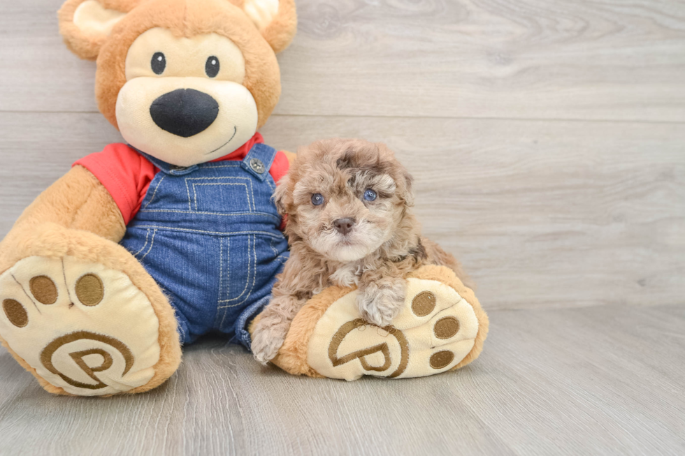 Best Havapoo Baby