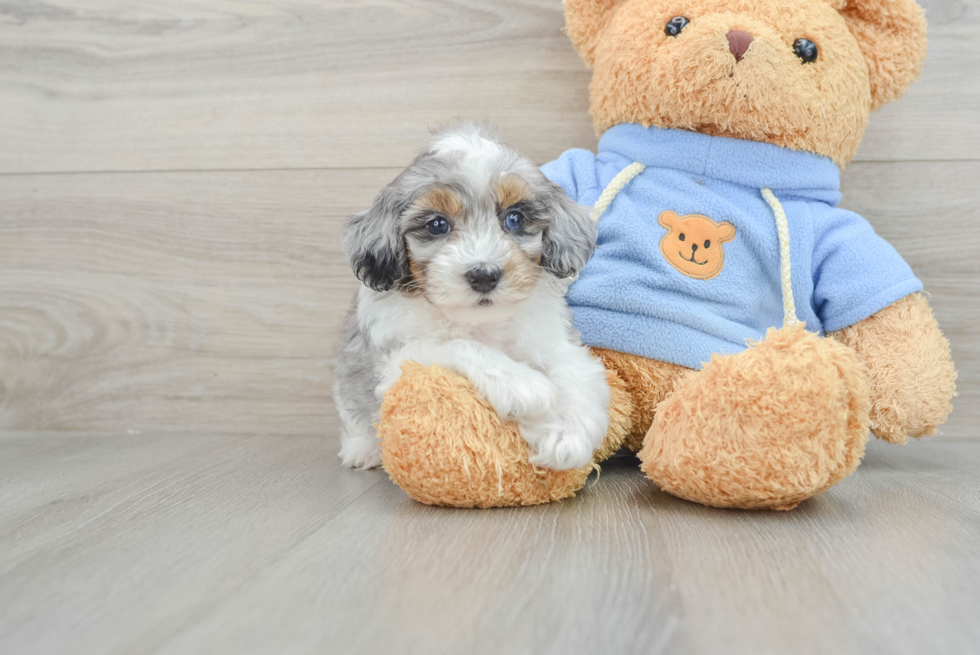 Energetic Havadoodle Poodle Mix Puppy