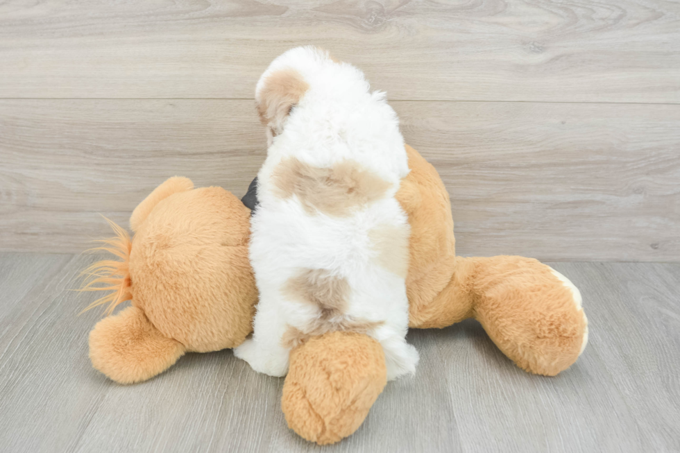 Playful Havadoodle Poodle Mix Puppy