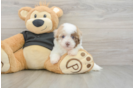 Sweet Havapoo Baby