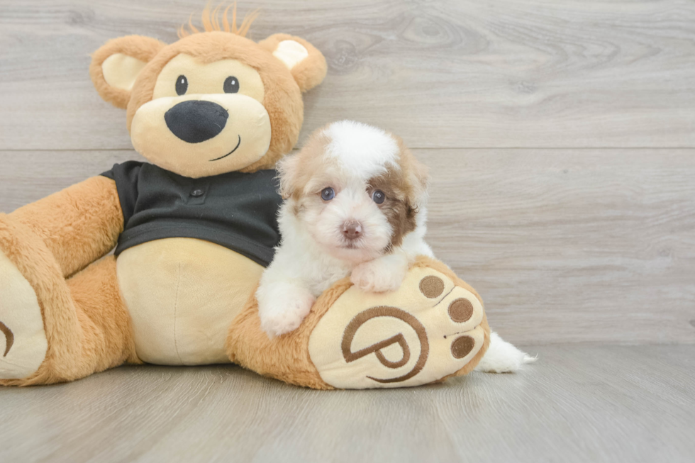 Sweet Havapoo Baby