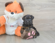 8 week old Havapoo Puppy For Sale - Pilesgrove Pups
