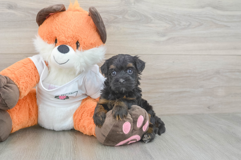 5 week old Havapoo Puppy For Sale - Pilesgrove Pups