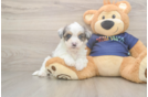 Popular Havapoo Poodle Mix Pup