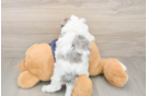 Havapoo Puppy for Adoption