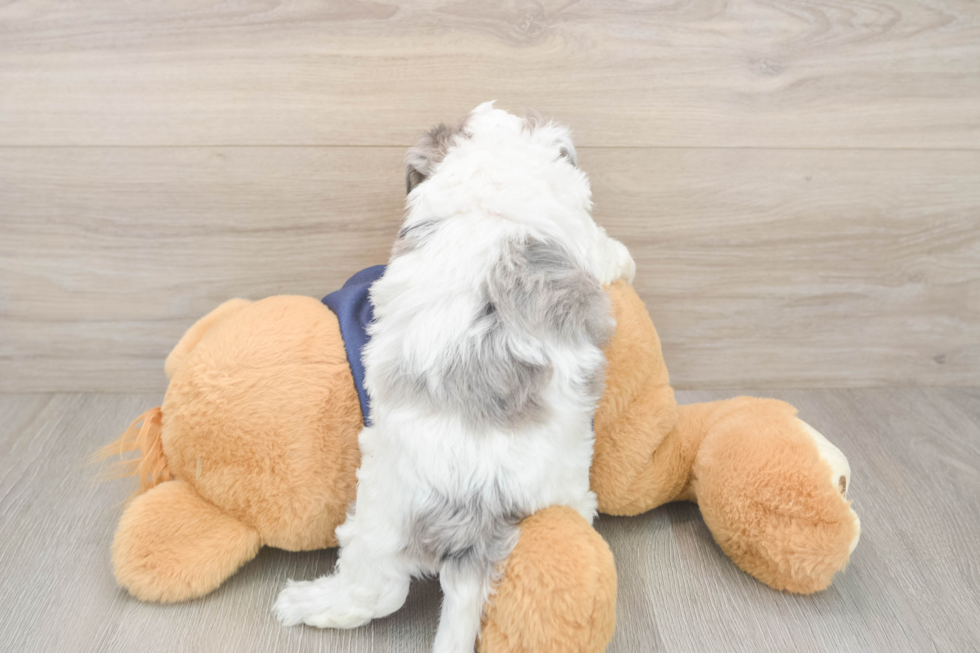 Havapoo Puppy for Adoption