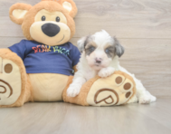 7 week old Havapoo Puppy For Sale - Pilesgrove Pups