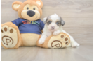 Havapoo Pup Being Cute