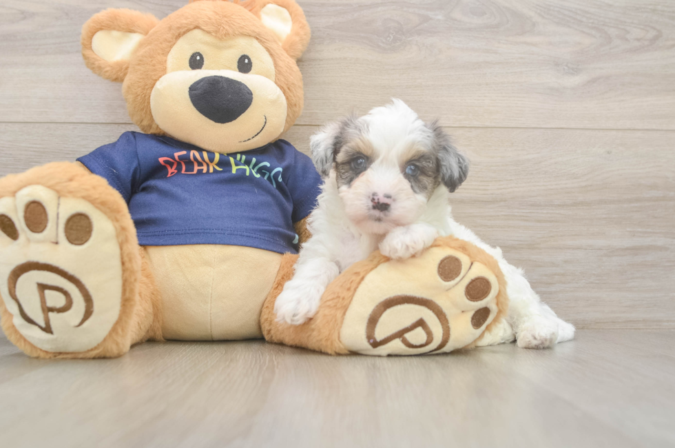 5 week old Havapoo Puppy For Sale - Pilesgrove Pups