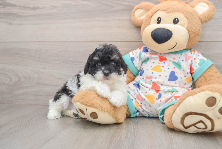 Small Havapoo Baby