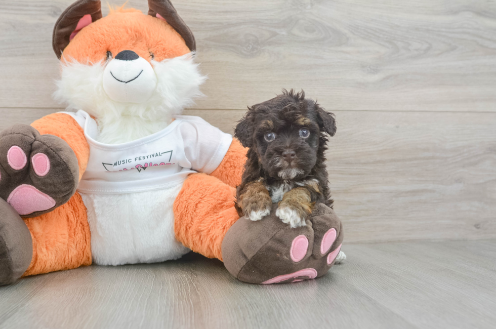 5 week old Havapoo Puppy For Sale - Pilesgrove Pups