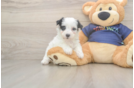Havapoo Puppy for Adoption