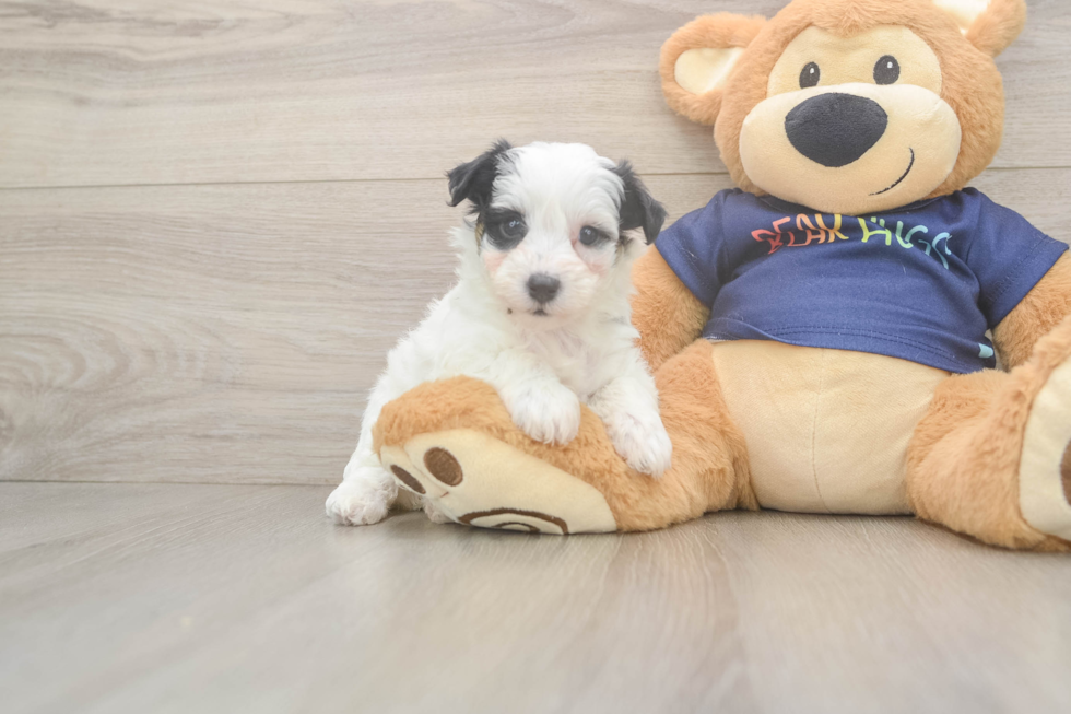 Havapoo Puppy for Adoption