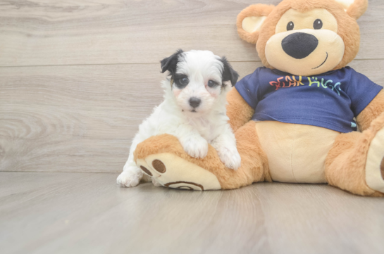 Havapoo Puppy for Adoption