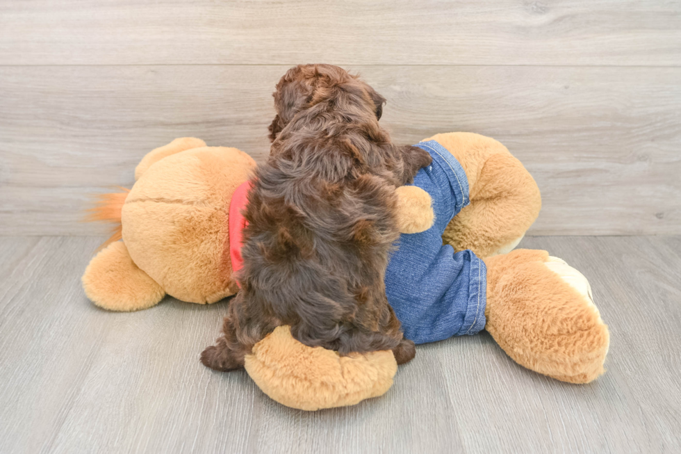 Havapoo Puppy for Adoption