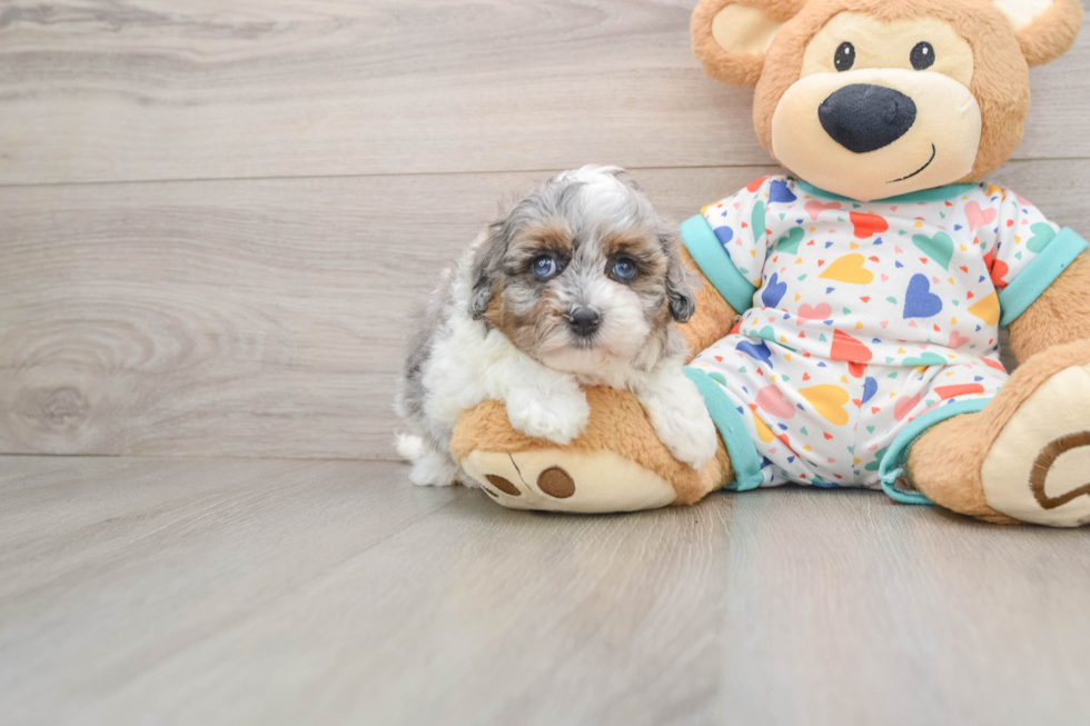 Best Havapoo Baby
