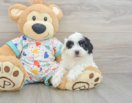 8 week old Havapoo Puppy For Sale - Pilesgrove Pups