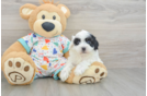 Playful Havadoodle Poodle Mix Puppy