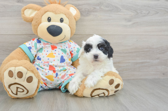 Playful Havadoodle Poodle Mix Puppy