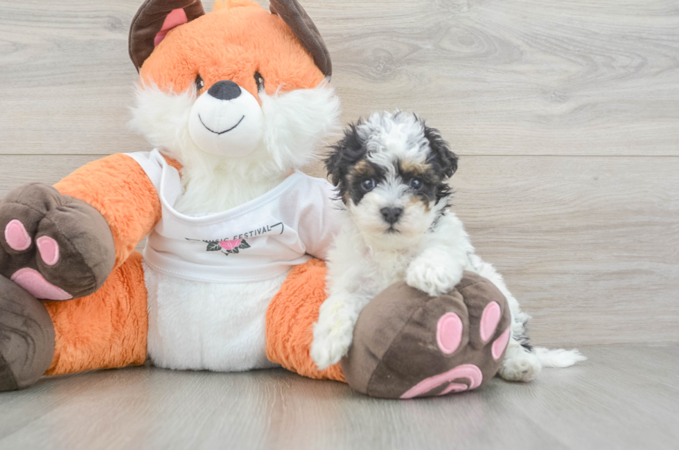 5 week old Havapoo Puppy For Sale - Pilesgrove Pups