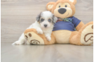 Little Havadoodle Poodle Mix Puppy