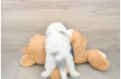 Havapoo Puppy for Adoption
