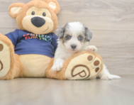 7 week old Havapoo Puppy For Sale - Pilesgrove Pups