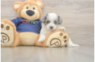 Havapoo Pup Being Cute