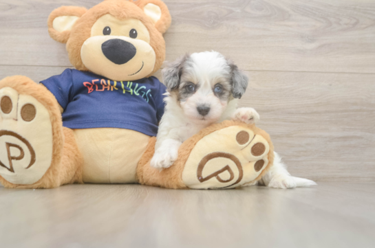 Havapoo Pup Being Cute