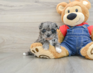 8 week old Havapoo Puppy For Sale - Pilesgrove Pups