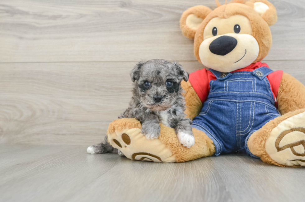 6 week old Havapoo Puppy For Sale - Pilesgrove Pups