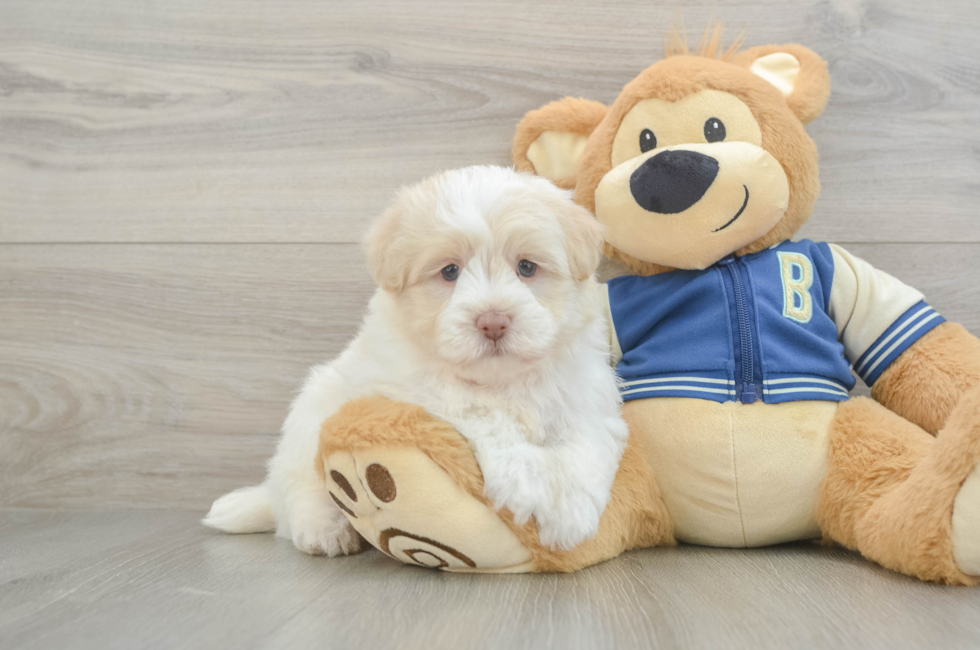 5 week old Havapoo Puppy For Sale - Pilesgrove Pups