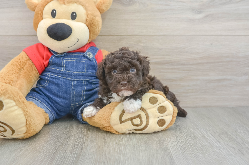 5 week old Havapoo Puppy For Sale - Pilesgrove Pups